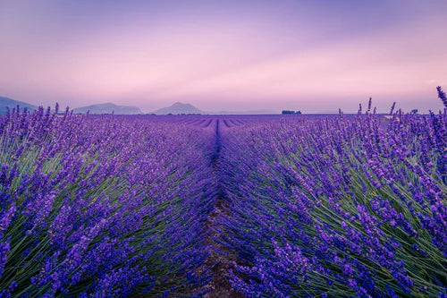 Lavender | Signature Candle